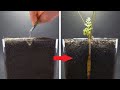 CARROT Growing from Seed Time Lapse - 100 Days