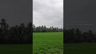 Paddy Fields 🌾🌾🌾| Kuttand 🏝| Kainakary | പ്രകൃതി ഭംഗി 💚| Naturelover | Alappuzha | കേരളം | Kerala 🌴