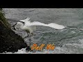 小白鷺捕魚記 little egret fishing