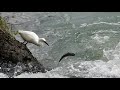 小白鷺捕魚記[Little egret fishing]