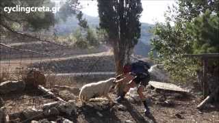 cyclist saves a sheep in Crete