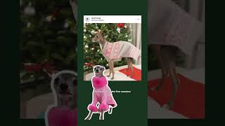 Fashion Dog Reviews Her Old Outfits!