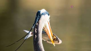 Discover the Unique Yellow Bittern: Nature's Hidden Gem!#mental wellbeing