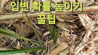 자생지에서 입변 환엽 확률 높이기 201/149