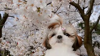 お散歩（桜、松ぼっくり）✨生後6ヶ月✨【シーズー 犬 / 子犬 / shih tzu dog / puppy】