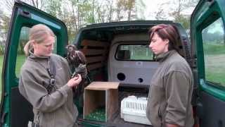 Roofvogels trainen