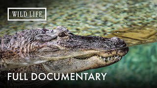 Swimming with Nile Crocodiles | Into The Dragon's Lair | Full Documentary