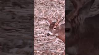Super Unique Rack On Iowa Buck #Shorts #hunting #nature #outdoors #DeerSeason23
