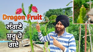 Dragon Fruit ਲੱਗਣ ਲੱਗ ਪਏ | Dragon Fruit Season