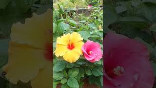 Best Fertilizer For Hibiscus Plant