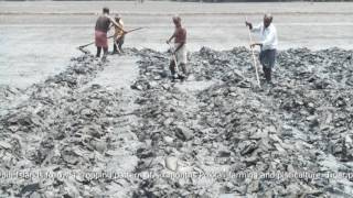 Development of Pokkali Cultivation at Thundipuram Paddy Fields under PMKSY, Vypin