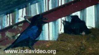 Malabar Whistling Thrush, Malabar Whistling Schoolboy, Bird, Ornithologist, Suresh Elamon