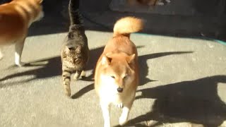 地を走る猫＆台に飛び乗る犬…イチとシジミの関係性に変化が起きた記録　他いろいろ記録