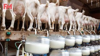Modern Goat Milking, Goat Farming Technology - Goat Meat Cutting in Factory - Goat Cheese Processing