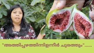 Fig tree/ അത്തിമരം.