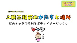 上腕三頭筋（じょうわんさんとうきん）のかたちと場所