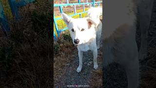 cute dogs #viralvideos #trendingvideo #shortsfeed #dog #doglife #animallover #dogvideos