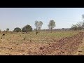 2 Acres 4 Guntas Agriculture Land For Sale Near Hullhalli. (8197434359)