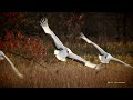 【北海道の絶景】タンチョウ　朝陽の中で　grus japonensis　　in the inside of the morning sun