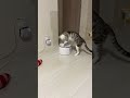 水飲み器の使い方がよくわからなかった子猫（にゃんさん） shorts cat 猫