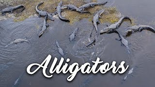 Large \u0026 terrifying alligators at Deep Hole,  Myakka State Park, Florida