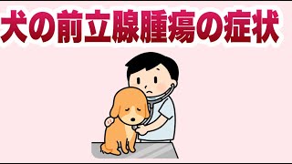 犬の前立腺腫瘍の症状について知ろう！飼い主が知っておくべきことを獣医師が解説