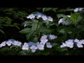 雨に濡れそぼつアジサイ hydrangea wet in the rain part1