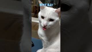 #Shorts舌がすごく出てるのに気付いてない猫が可愛かった