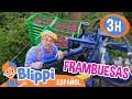 Blippi visita una fábrica de frambuesas 🚜 | Blippi Español | Videos educativos para niños