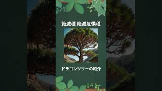 【絶滅危惧種】ドラゴンツリー