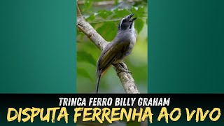 Trinca ferros disputa ferrenha na natureza para botar fogo nos seus trincas!!