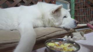 【秋田犬げんき】食べたくないときは何をされても食べない【akita dog】