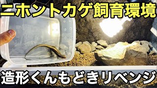 造形くんもどきリベンジ　また新たにニホントカゲの飼育環境を作ります【爬虫類】