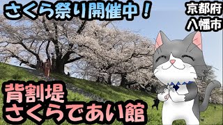 展望台から満開の桜🌸【京都府八幡市　背割堤・さくらであい館】を、お散歩ニャ❗️★ 4月のおさんぽ　Hidden cherry blossom viewing spots in Kyoto.