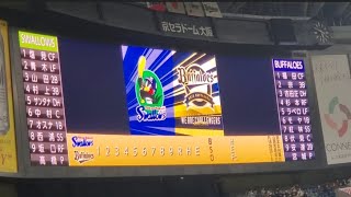 20211121　日ｼﾘ第2戦！両ﾁｰﾑのスタメン発表【ｵﾘｯｸｽ･ﾊﾞﾌｧﾛｰｽﾞ vs 東京ﾔｸﾙﾄｽﾜﾛｰｽﾞ】･審判@京ｾﾗﾄﾞｰﾑ大阪［SMBC日本ｼﾘｰｽﾞ2021］3塁側内野下段