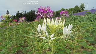 車中泊車DIY 北海道旅先【中富良野町営ラベンダー園 】