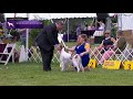 Setters Irish Red and White | Breed Judging 2021