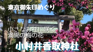 【小村井香取神社】ガイド本にも載っていない小さな神社ですが、その梅の美しさは圧巻でした