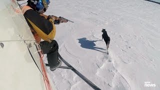 Catching and collaring a moose