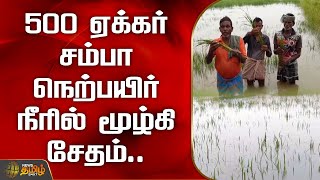 500 ஏக்கர் சம்பா நெற்பயிர் நீரில் மூழ்கி சேதம் | Thiruvarur | Paddy Damage | Rain water