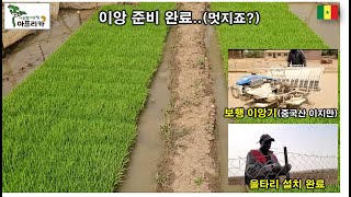 #116_아프리카 벼 재배/ 이앙기가 잘 돌아가네.. #보행이앙기