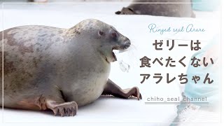 【まるすぎるアザラシ】 ゼリーは食べたくないアラレちゃん （Ringed seal / Arare）