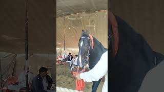 Beautiful Marwari Stallion in Beri Horse Fair