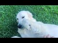 Finally Naming My Rescue Golden Retriever Puppies & Health Update!