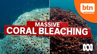 Great Barrier Reef Coral Bleached & Elon Musk Wants Trump Back on Twitter
