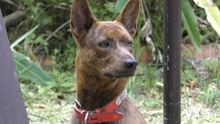 Ryukyu inu | Okinawa Dog (Okinawa world, Okinawa, Japan) May 13, 2019