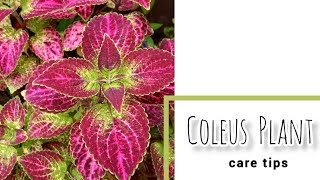 Coleus plant | കണ്ണാടി ചെടി🍁 #coleusplant #plantlovers #coleus #coleusplantcare #gardening