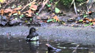 Japanese Thrush (Male) Bathing