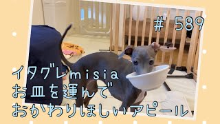 お皿を持ってきておかわり要求するイタグレｍｉｓｉａ(ミーシャ)【生後589日】【うちの子522日目】【イタリアングレーハウンド】【パピーズママ出身】【2021.5.17生まれ】2022.12.26撮影