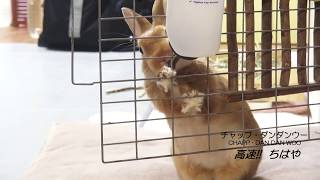 水飲みLOVE!! なうさぎ（チャップ・ダンダンウー）Very cute rabbit in drinking water